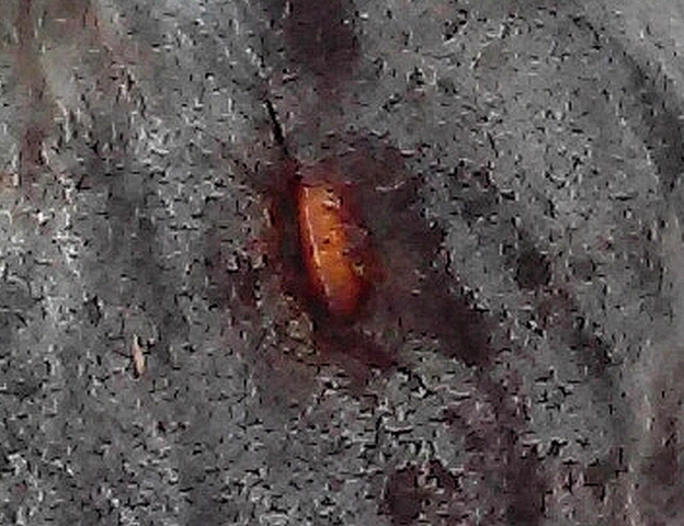 Presence of several holes on a pupa located on a ripe fig flank ('Bourjassotte Noire' variety).