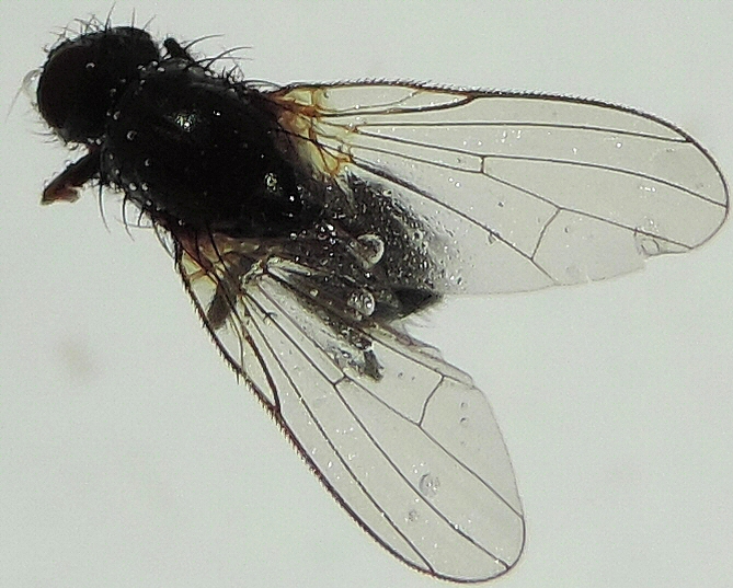 Black look-alike species : venation of the wing anterior edge.