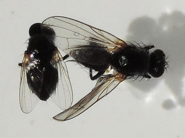 Two specimens of the unidentified look-alike species, with a different size.