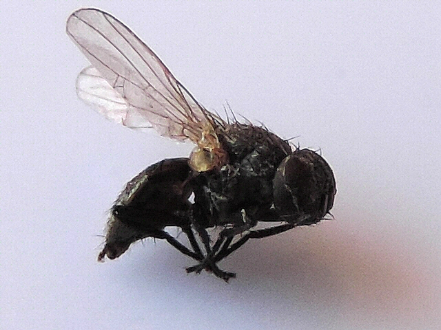 Small black look-alike species individual (male, 4 mm).