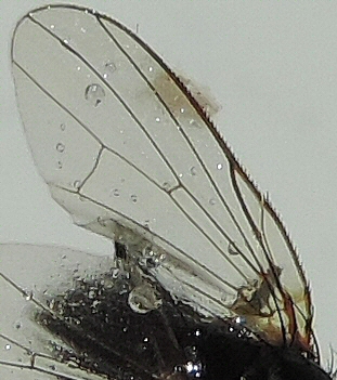 Wing anterior edge venation of the unidentified look-alike species.