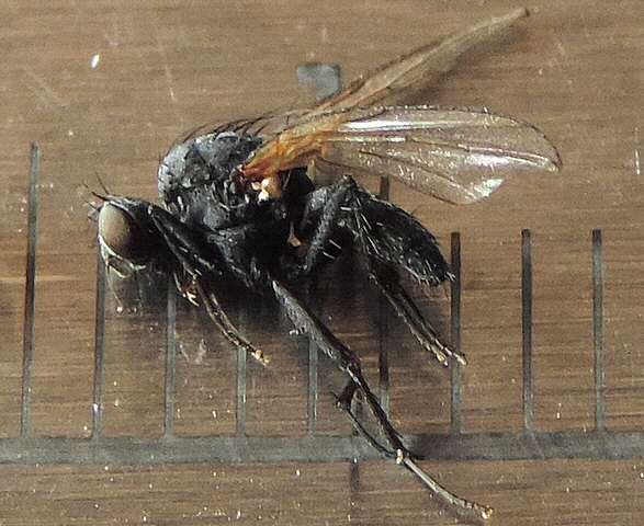 Black look-alike species legs length.
