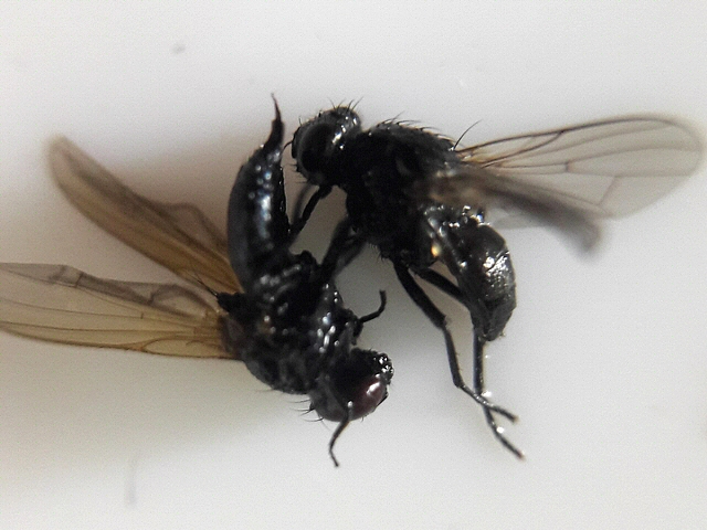 Unidentified black look-alike species.